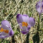 Crocus heuffelianus flower picture by Andrzej Konstantynowicz (cc-by-sa)