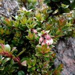 Gaultheria myrsinoides leaf picture by Fabien Anthelme (cc-by-sa)