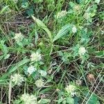 Trifolium ochroleucon habit picture by Frank Sundermeyer (cc-by-sa)