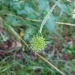 Knautia drymeia fruit picture by quickfly (cc-by-sa)