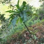 Sonchus fruticosus habit picture by François Garnotel (cc-by-sa)