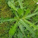 Hypochaeris glabra leaf picture by Ségolène Henniart (cc-by-sa)