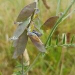 Vicia villosa fruit picture by eddy loubry (cc-by-sa)