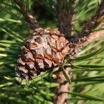 Pinus mugo fruit picture by Paweł W (cc-by-sa)