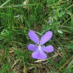 Viola cornuta flower picture by margarida vila (cc-by-sa)