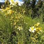 Hypericum hyssopifolium habit picture by Eric Rebsamen (cc-by-sa)