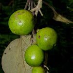 Gmelina arborea fruit picture by Nelson Zamora Villalobos (cc-by-nc)