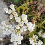 Achillea erba-rotta flower picture by Jacqueline Jacqueline Ceulemans (cc-by-sa)