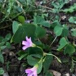 Oxalis debilis habit picture by charlotte lambert (cc-by-sa)