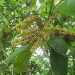 Clethra mexicana fruit picture by SINAC Pérez Greivin (cc-by-sa)