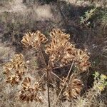 Thapsia garganica flower picture by ventura calderon Fernando (cc-by-sa)