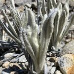 Senecio cocuyanus leaf picture by Fabien Anthelme (cc-by-sa)