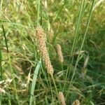 Plantago argentea fruit picture by Peña Daniel (cc-by-sa)