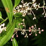 Miconia smaragdina flower picture by Nelson Zamora Villalobos (cc-by-nc)