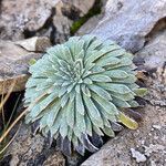 Saxifraga longifolia leaf picture by Fabien Anthelme (cc-by-sa)