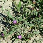 Centaurea nigrescens habit picture by francois tissot (cc-by-sa)