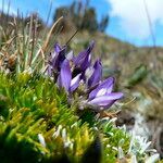 Lupinus microphyllus flower picture by Fabien Anthelme (cc-by-sa)