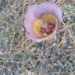 Calochortus plummerae flower picture by Kayla Smith (cc-by-sa)