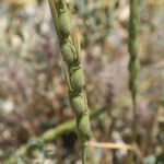 Aegilops crassa leaf picture by arlas (cc-by-sa)