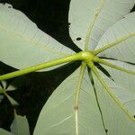 Pachira aquatica leaf picture by Nelson Zamora Villalobos (cc-by-nc)