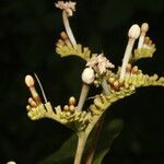 Guettarda combsii flower picture by Nelson Zamora Villalobos (cc-by-nc)