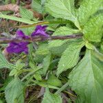 Stachytarpheta frantzii habit picture by Nelson Zamora Villalobos (cc-by-nc)