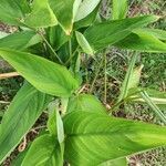 Curcuma longa leaf picture by elodie vallet (cc-by-sa)