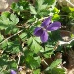 Viola odorata flower picture by michel rap (cc-by-sa)