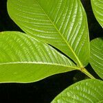 Inga spectabilis leaf picture by Nelson Zamora Villalobos (cc-by-nc)