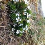 Euphrasia tetraquetra flower picture by Ravishankar Nagaraj (cc-by-sa)