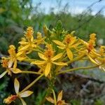 Epidendrum melinanthum flower picture by Gabriel OLLIVIER (cc-by-sa)