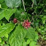 Calycanthus floridus flower picture by Heidi Parton (cc-by-sa)