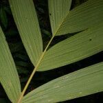 Pholidostachys pulchra leaf picture by Nelson Zamora Villalobos (cc-by-nc)