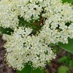 Viburnum rufidulum flower picture by Brad Kelley (cc-by-sa)