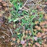 Trifolium subterraneum habit picture by Alexandre Labbe (cc-by-sa)