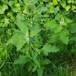 Chenopodium ficifolium habit picture by Karsten Hoffmeyer (cc-by-sa)