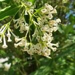 Cestrum diurnum flower picture by Nada Vergili (cc-by-sa)