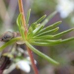 Spergula arvensis fruit picture by Yoan MARTIN (cc-by-sa)