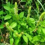 Ocimum americanum habit picture by susan brown (cc-by-sa)