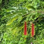 Heliconia rostrata flower picture by gina Bo (cc-by-sa)