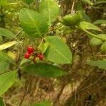 Lonicera periclymenum fruit picture by Davidson Glenn (cc-by-sa)