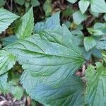 Ageratina adenophora leaf picture by Allison Kaj (cc-by-sa)