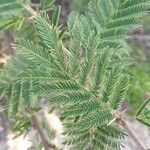 Acacia mearnsii leaf picture by GIMÉNEZ LÁZARO (cc-by-sa)