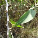 Gymnosporia senegalensis leaf picture by Maarten Vanhove (cc-by-sa)