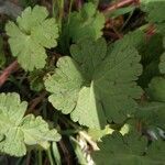 Geranium rotundifolium leaf picture by pinou poti (cc-by-sa)