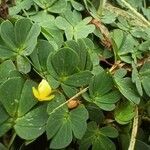 Arachis pintoi leaf picture by Queiroz Ancelmo (cc-by-sa)