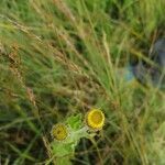 Pulicaria vulgaris flower picture by Damien Germot (cc-by-sa)