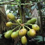 Desmopsis microcarpa fruit picture by SINAC Pérez Greivin (cc-by-sa)