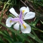 Dietes grandiflora flower picture by lodewikus wikus venter (cc-by-sa)