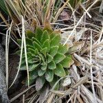 Draba jorullensis leaf picture by Fabien Anthelme (cc-by-sa)